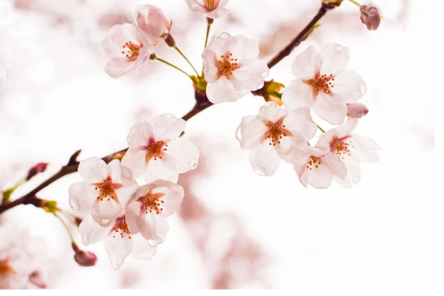 Weekly Village News for March 27, 2026