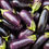 Miniature : Tùra - Aubergine