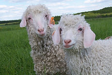 mohair.jpg