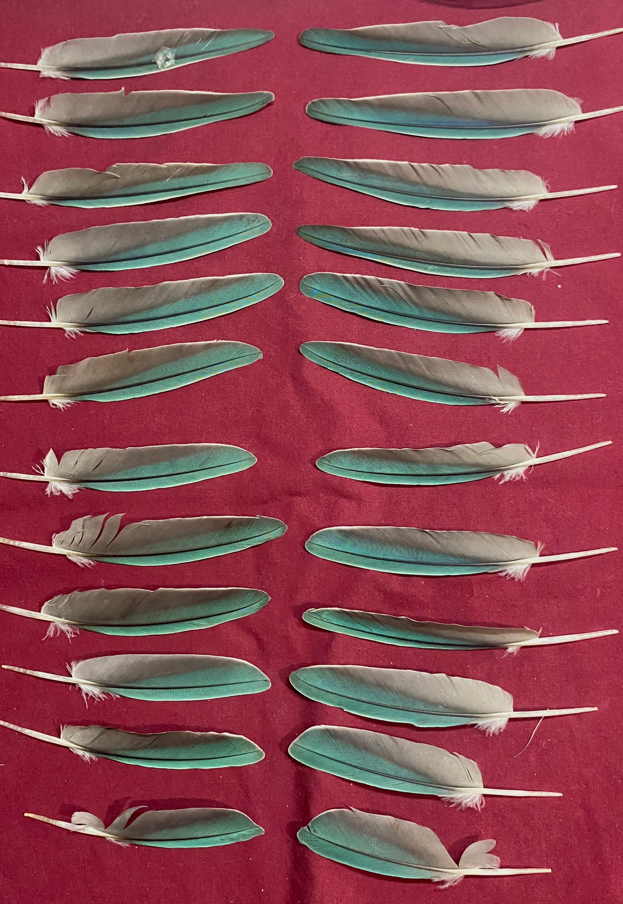 24 turquoise blue quaker feathers (#73p) only 1 set