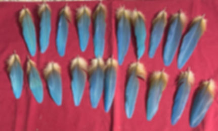 20 blue vent  macaw feathers (#549) only one set