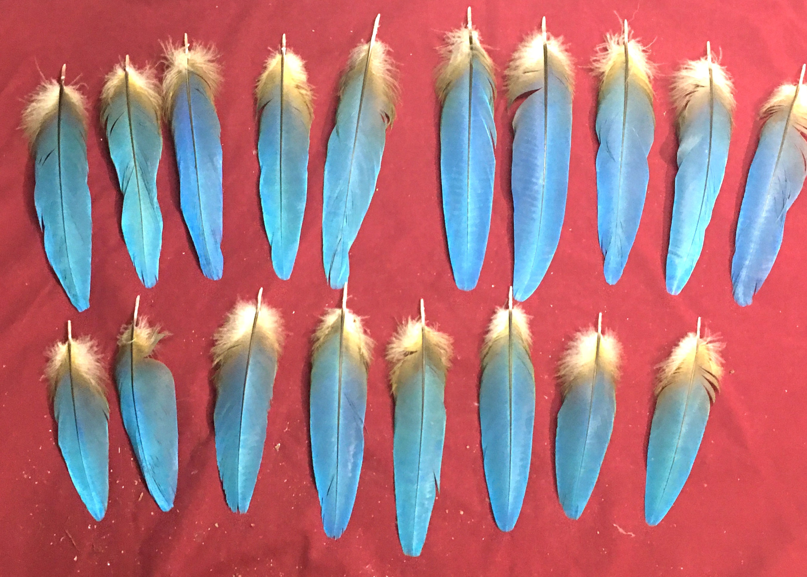 18 blue vent macaw feathers (#9p) only 1 set