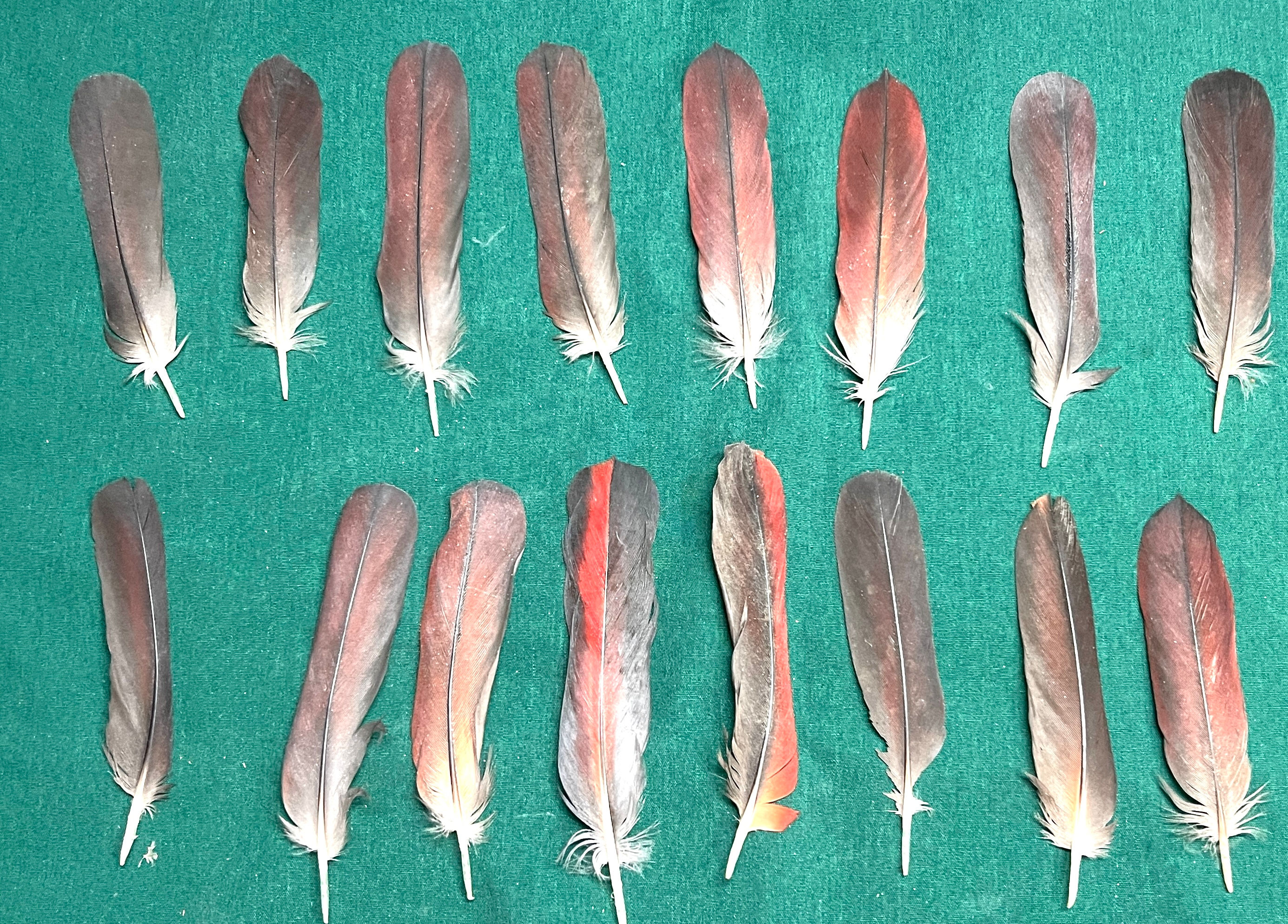 16 dark  red african grey feathers (#38p) only 1 set