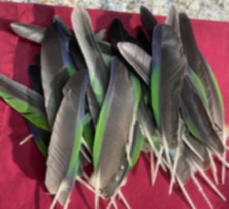 40 green/blue amazon feathers (#2p) only 1 set