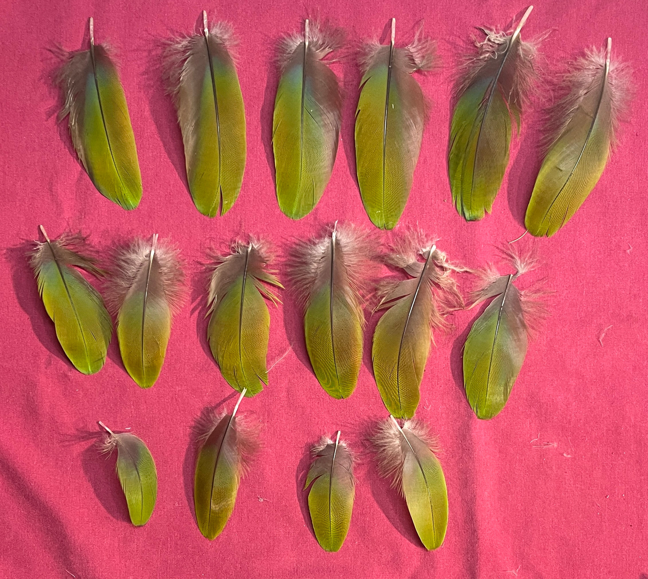 16 green macaw feathers (#75p) only 1 set