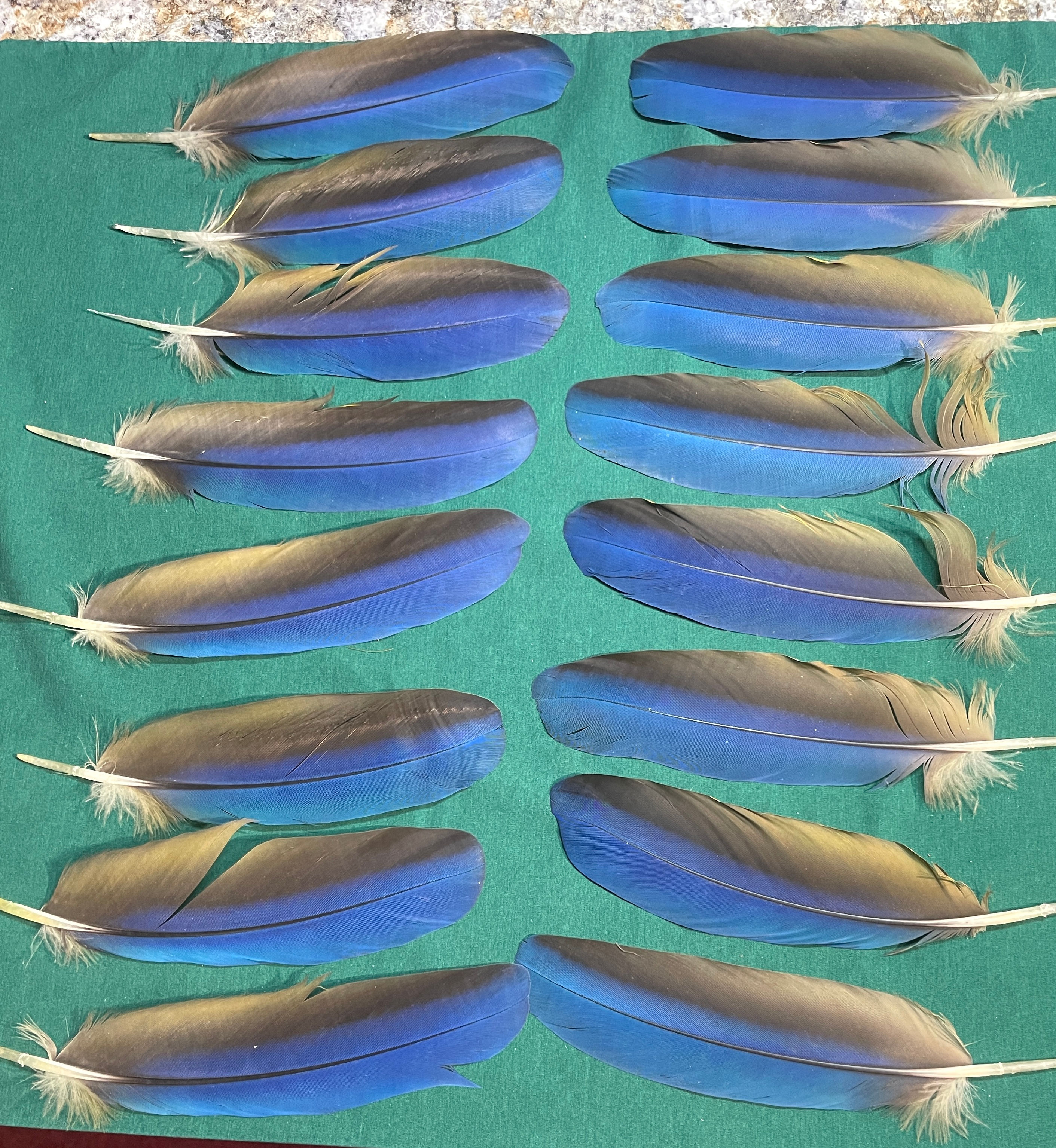 16 dark  blue macaw feathers (157p) only 1 set