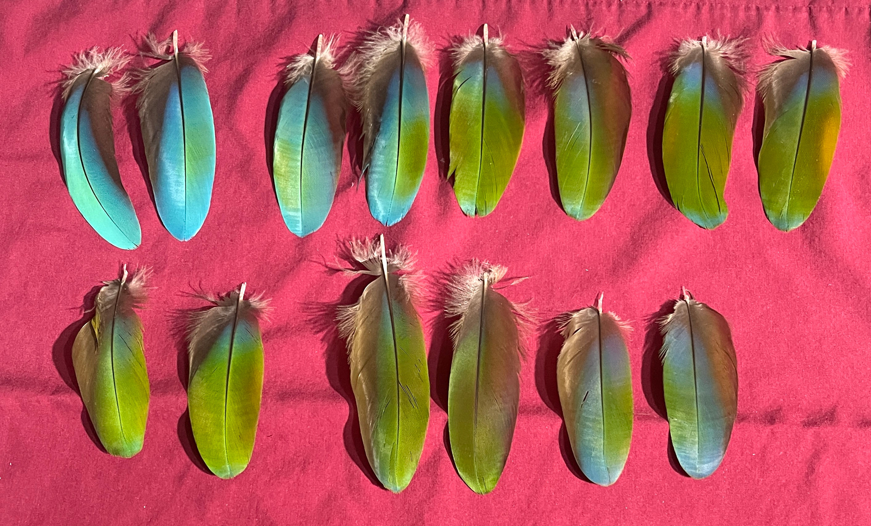 14 blue/green macaw feathers (#7k) only one set
