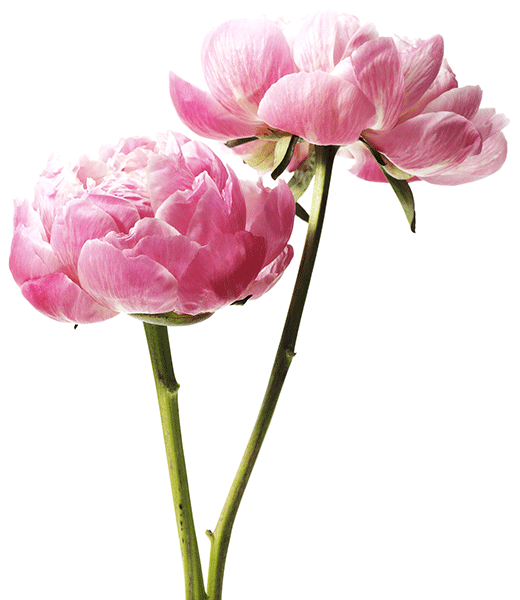 Pink Blossoms