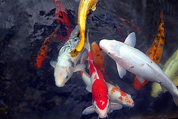 Group of orange, yellow and white koi in a pond