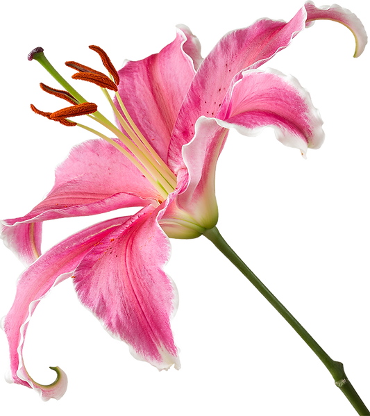 A large pink Stargazer Lily