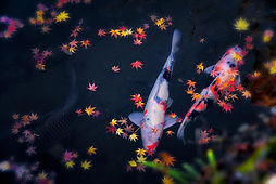 Japanese Carp with Maple Leaves in the pond