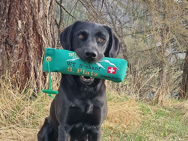 Labrador Hündin Moscha mit gewonnenem Dummy zum 3. Platz in S-chanf.