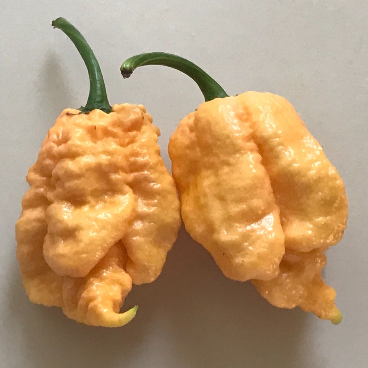 Jays Peach Ghost Scorpion