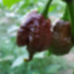 Thumbnail: Chocolate Reaper