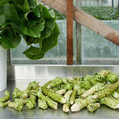 50枚限定 everyone AZS by Vincent 50枚限定 everyone AZS by Vincent 50枚限定 everyone AZS by Vincent