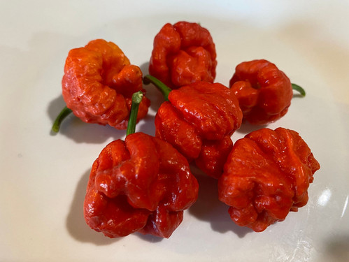 Crimson Wartryx pepper | Inferno Candy Co
