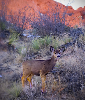 Perfection in the Wild.jpg