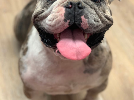 Retired Adult English Bulldog
