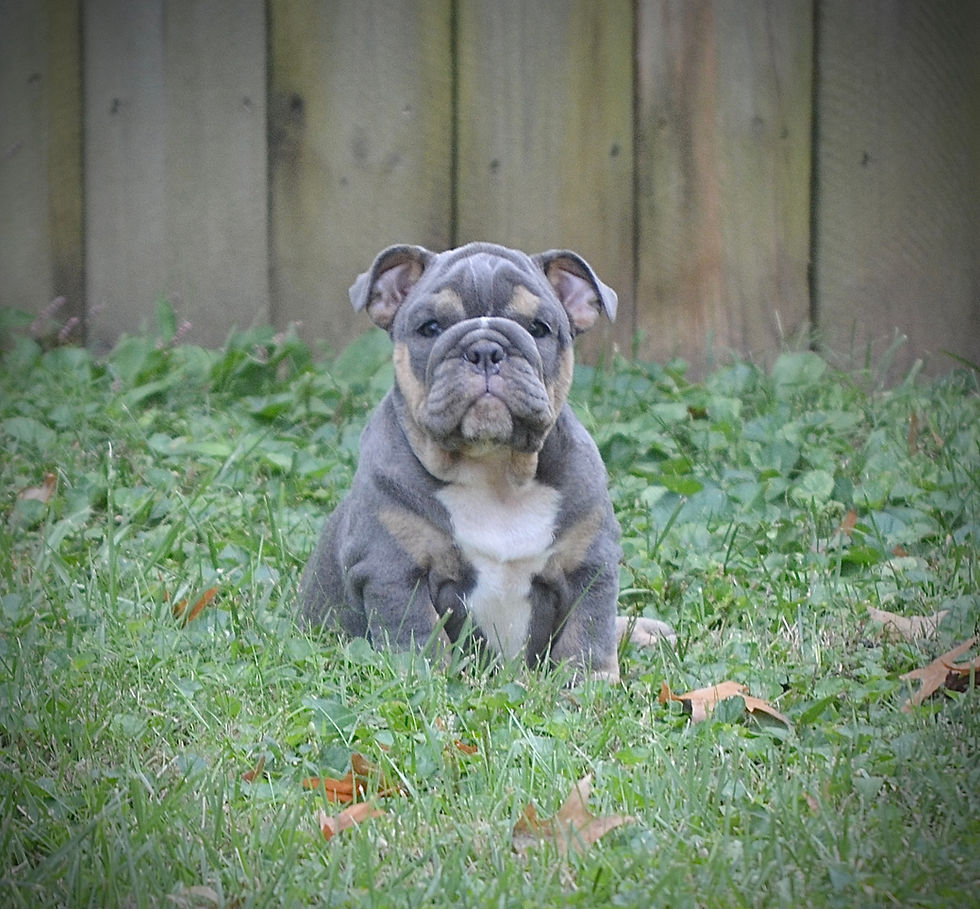 **SOLD**
Meet Rolo šš¾