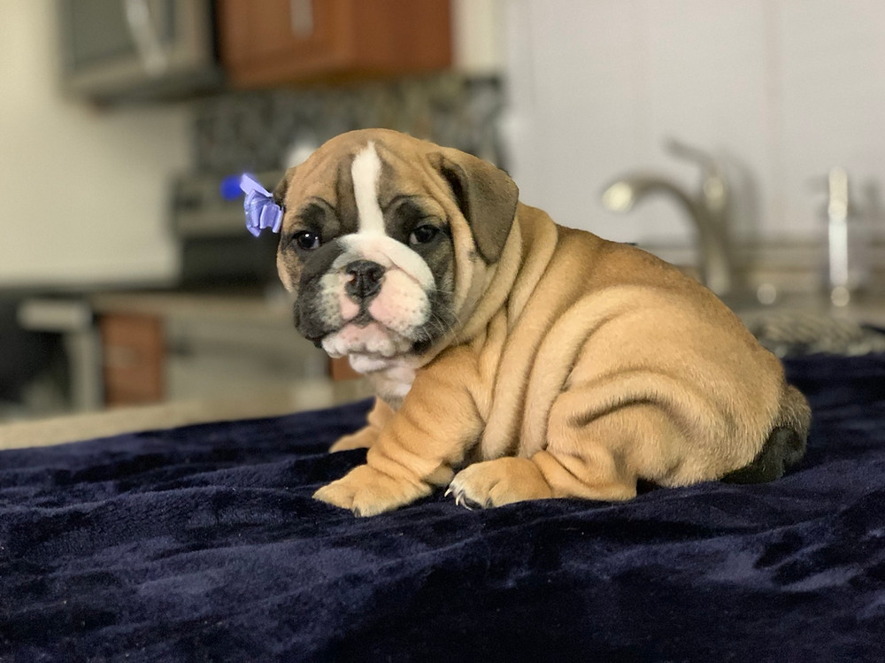 english bulldog carrier