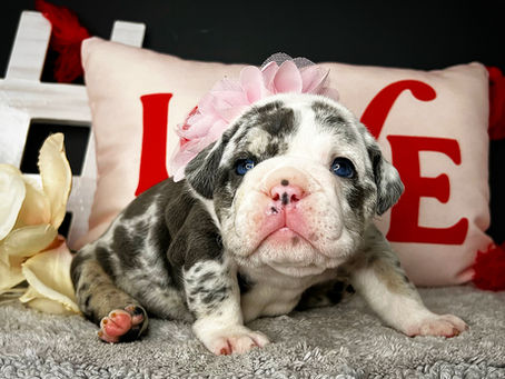 English Bulldog