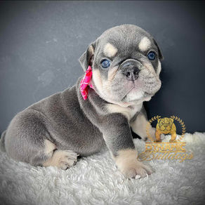 English Bulldog Girl