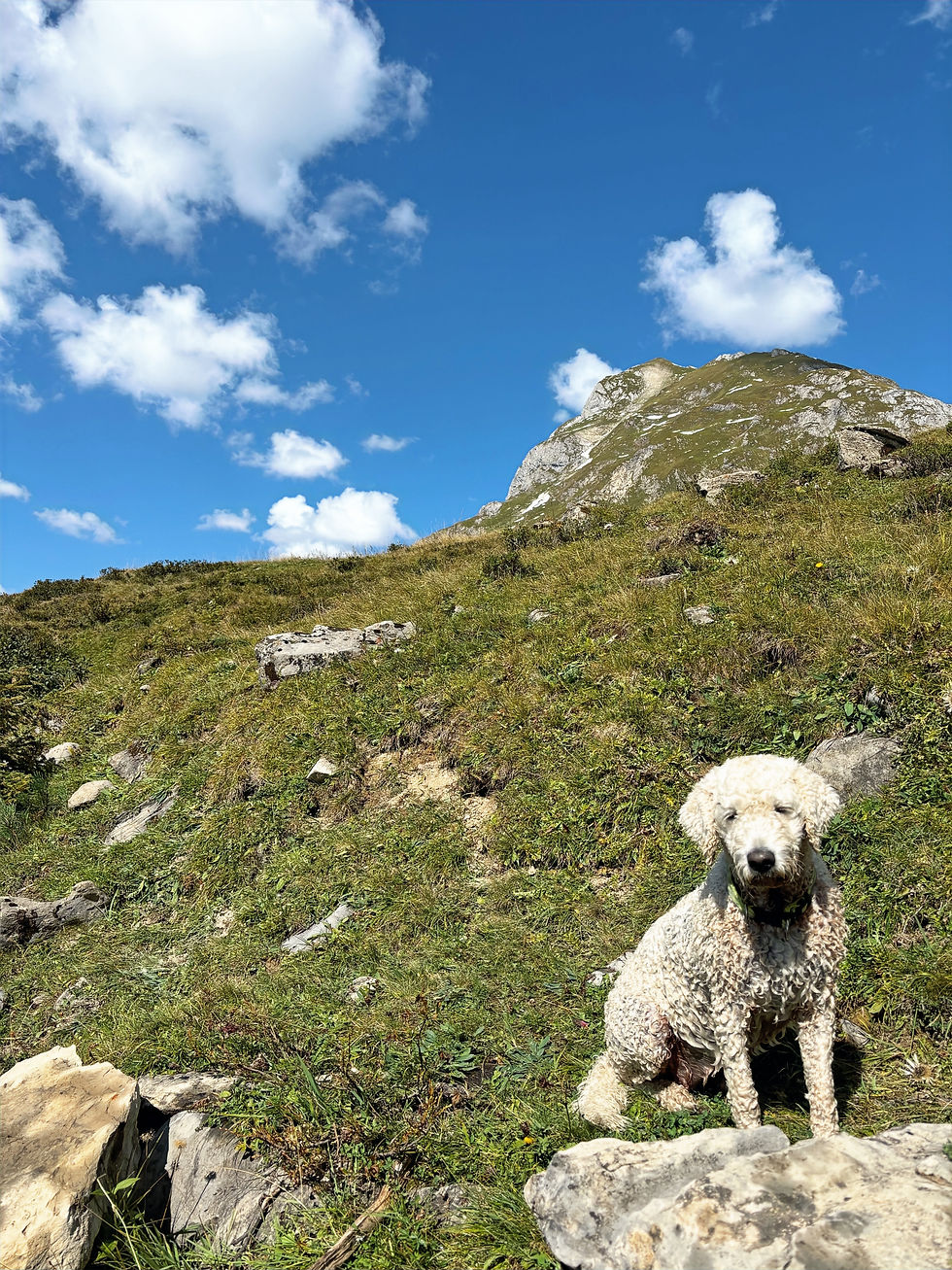 Trüffel suchen mit Hund