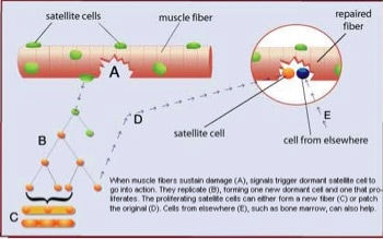 satellite cells in hypertrophy