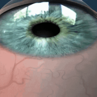 Dynamic Page Random Assets (4).gif