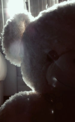 Teddy esta ahí!