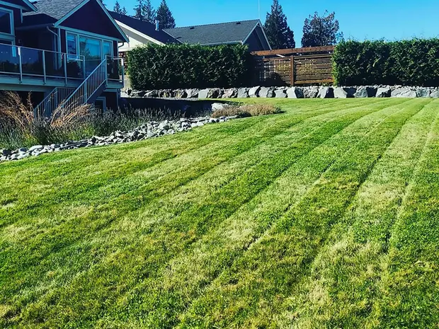 Freshly mown lawn