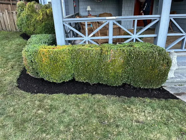 Trimmed hedges