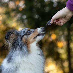 Cani-gourmand10.jpeg