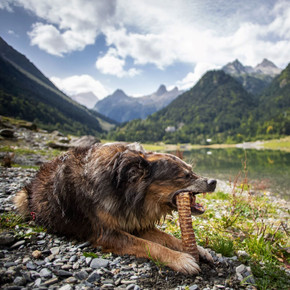 Cani-gourmand11.jpeg