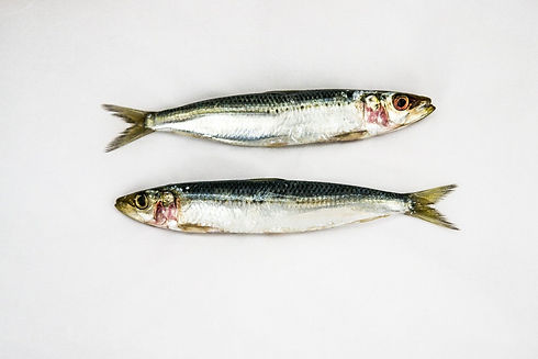 Sardine.jpeg