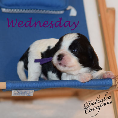 wednesday8525.jpg