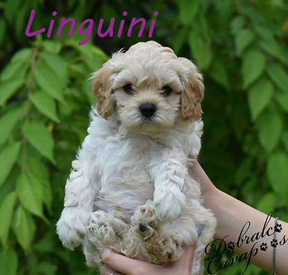 linguini6726.jpg