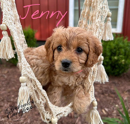 jenny41826.jfif