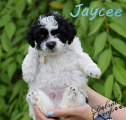 jaycee6726.jpg