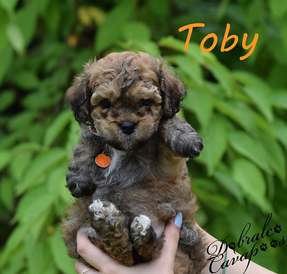 toby6726.jpg
