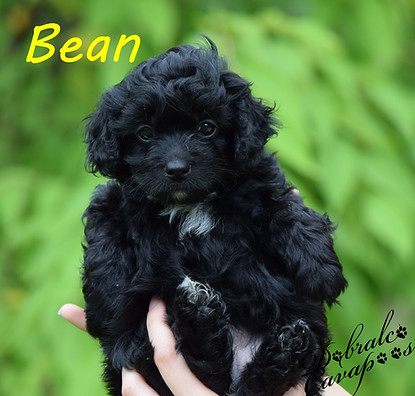 bean6726.jpg