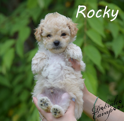 rocky6726.jpg