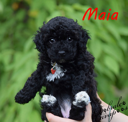 maia6726.jpg