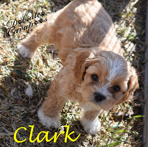 clark12224.jpg