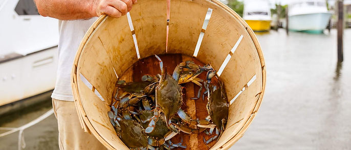 Local crabs caught in Wanchese, NC