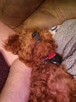Sean Luke Asleep.jpeg