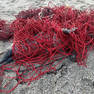 From a seal found entangled in a ghost net found on a Cornish beach to Crafted Sheffield Pen Knife