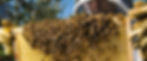 Bees_Cider.jpg