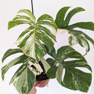 The Ultimate Guide to Choosing the Perfect Indoor Plant Pot