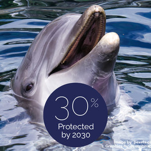 High Seas Treaty gets UN approval